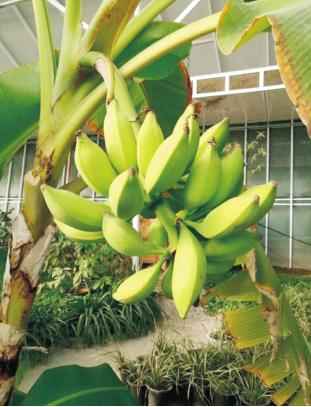 奥仁格管道赋能金丰现代农业园：GRS高效节能温室模式革新