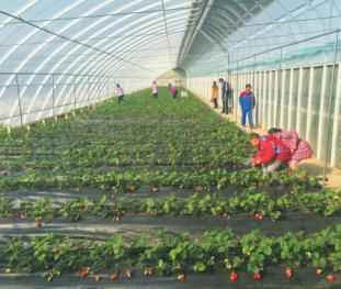 奥仁格管道：吉林热浸塑涂塑钢管驱动金丰现代农业园GRS高效节能温室革命