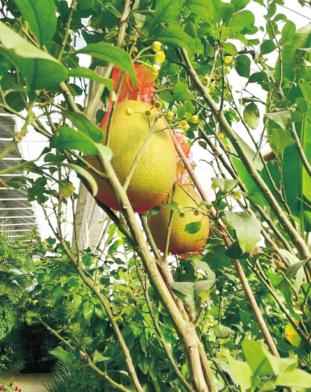 奥仁格管道：吉林热浸塑涂塑钢管驱动金丰现代农业园GRS高效节能温室革命