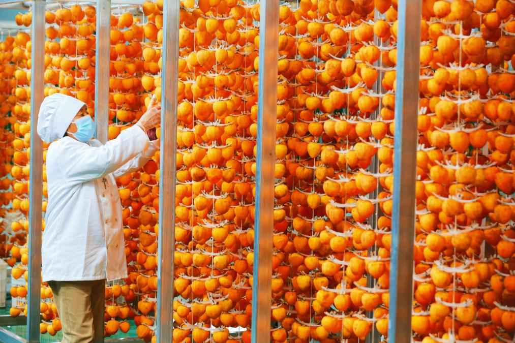 和润电力管 “红灯笼”下话振兴——“柿子沟”丰收一线见闻 和润电力管 “红灯笼”下话振兴——“柿子沟”丰收一线见闻