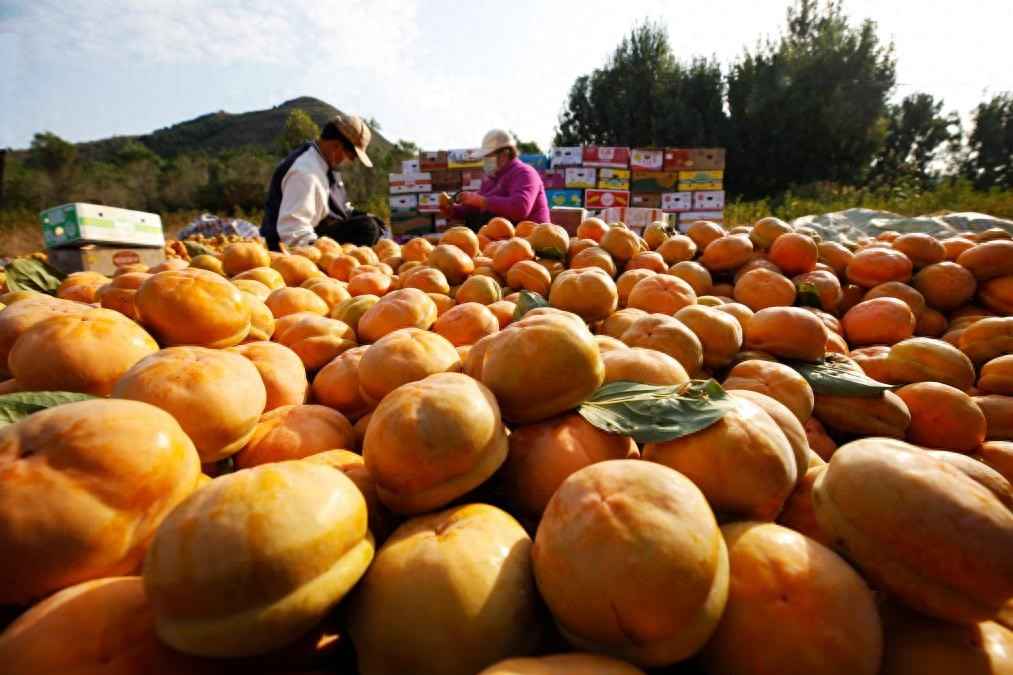 和润电力管 “红灯笼”下话振兴——“柿子沟”丰收一线见闻 和润电力管 “红灯笼”下话振兴——“柿子沟”丰收一线见闻